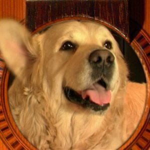 Profile picture for Gitaarsalon