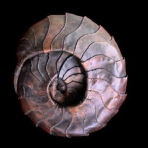 Profile picture for Ammonite