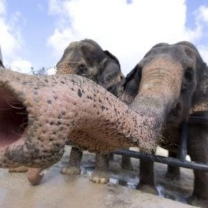 Profile picture for Central Florida Zoo