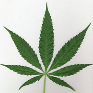Profile picture for qnbs7