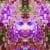 Larry Carlson
