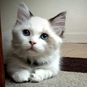 Profile picture for Lazer Cat