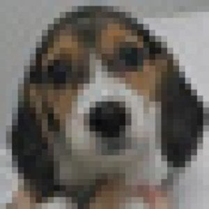 Profile picture for beaglebot