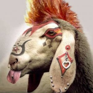Profile picture for Smelly Goat Productions