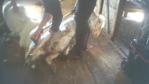 Horrific Footage Reveals Sheep Are Still Being Kicked, Beaten, and Wounded for Wool: A PETA Exposé