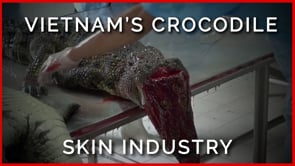 Vietnam’s Crocodile Skin Industry