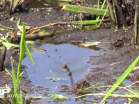 アキアカネ 稲刈りの終わった水田で、産卵する