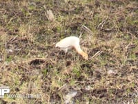 アマサギ 田植え前の水田で、カエルやバッタなどを捕まえる