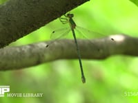 オオアオイトトンボ 木にとまる