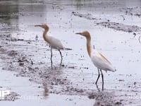 アマサギ 田植え前の水田で、カエルやバッタなどを捕まえる