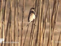 オオジュリン アシの茎に潜む昆虫やカイガラムシをとって食べる。冬羽