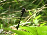 オニヤンマ 草にとまる