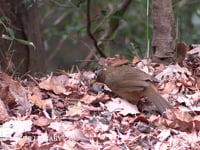 ガビチョウ 落ち葉をくちばしでかき分けて食べ物を探す。外来種