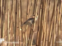 オオジュリン アシの茎に潜む昆虫やカイガラムシをとって食べる。冬羽