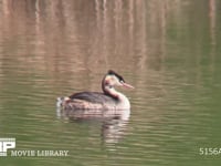 カンムリカイツブリ 水面を泳ぐ。時々潜って魚をとらえる