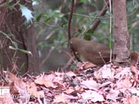 ガビチョウ 落ち葉をくちばしでかき分けて食べ物を探す。外来種