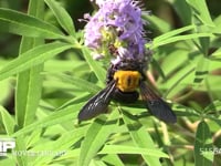 キムネクマバチ 花を訪れ、吸蜜をする