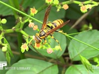キアシナガバチ ヤブガラシの花の蜜をなめる