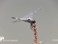 コフキトンボ 枯れ草にとまる