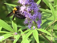 キムネクマバチ 花を訪れ、吸蜜をする