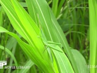 ショウリョウバッタ 葉にとまる幼虫