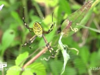 ナガコガネグモ バッタをとらえる。網をふる