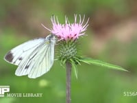 スジグロシロチョウ アザミにとまり吸蜜をする