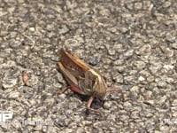 ツチイナゴ 地上に降りた。あまり飛ばず跳ねたり歩いたりする