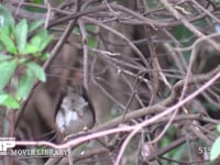 シロハラ 人に驚いてヤブに逃げ込んだ。右目が欠損している