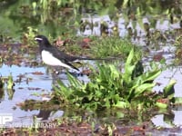 セグロセキレイ 湿地を歩き回って餌を探す