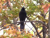 ハシブトガラス 木の枝に止まって鳴く