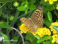ミドリヒョウモン 花を訪れ、吸蜜をする