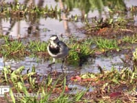 ハクセキレイ 湿地を歩き回って餌を探す