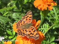 キタテハ 花を訪れ、吸蜜をする