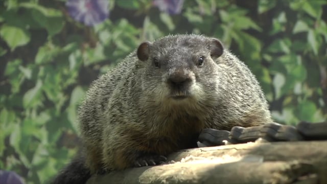 Staten Island Zoo 2021 Groundhog Day Virtual Ceremony