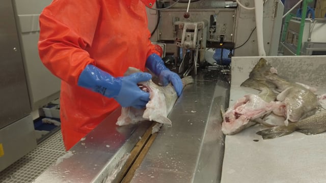 Operating a filleting machine