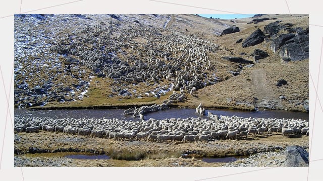 U3A High Country Merino Operation - Alastair Campbell