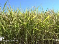 稲穂 秋。稲穂。実り。黄金