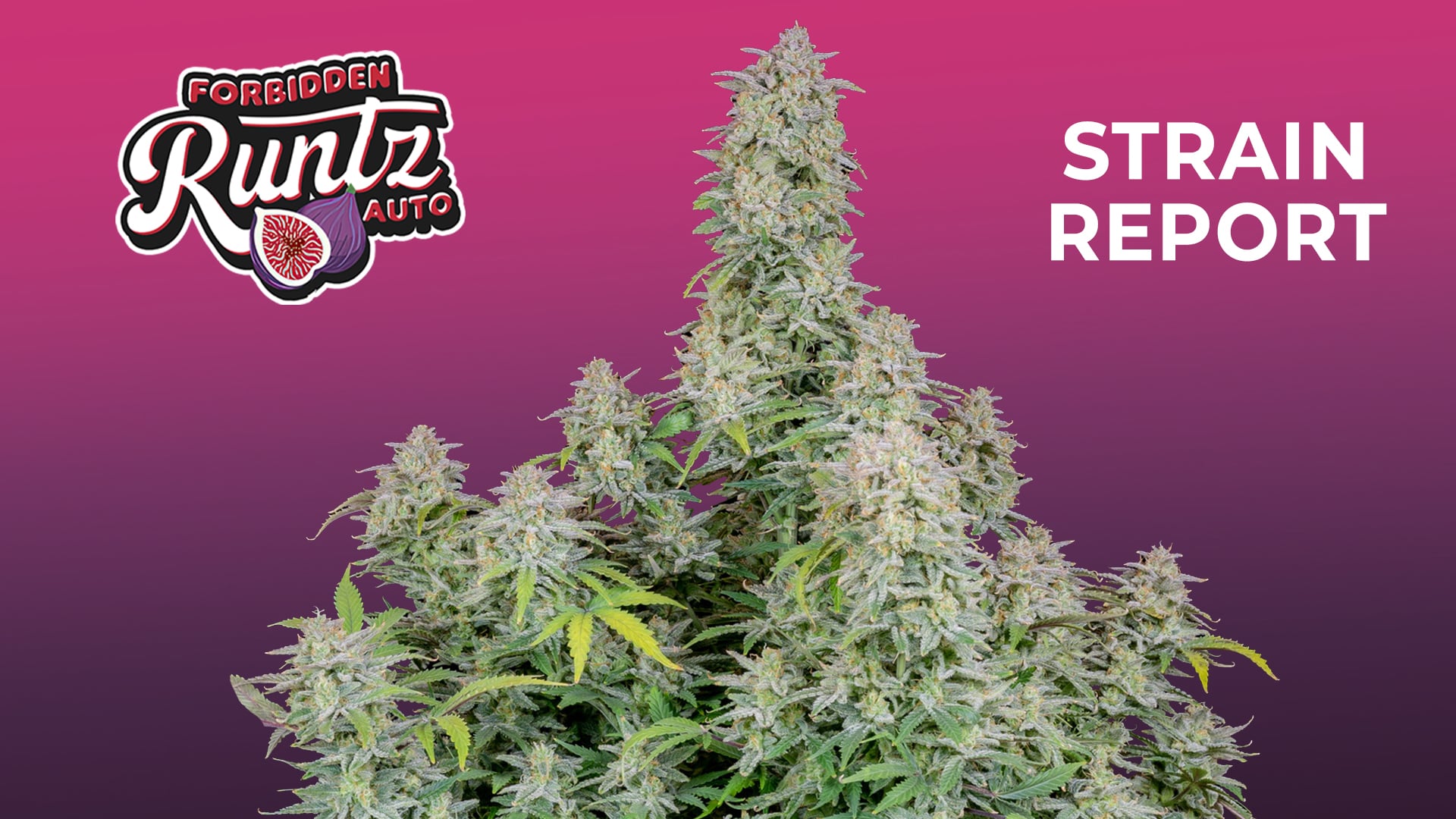 Strain Report Forbidden Runtz Auto On Vimeo