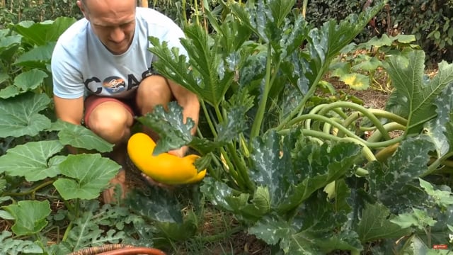 Le Potager D Olivier Prise 1 On Vimeo