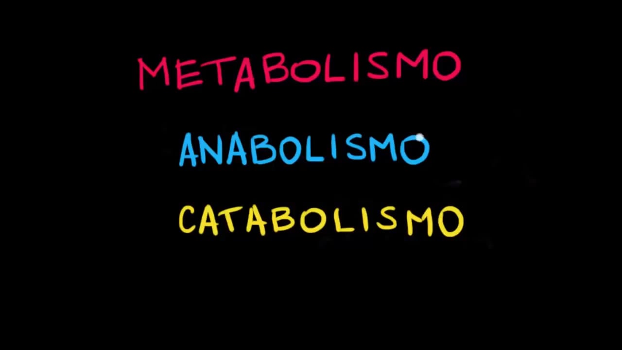 Introdu O Ao Metabolismo Anabolismo E O Catabolismo Energia E