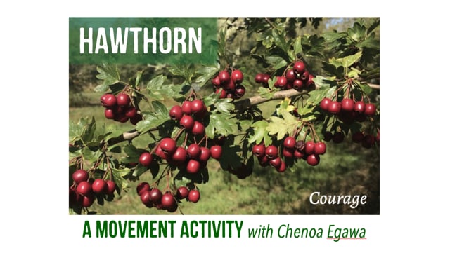 Hawthorn with Chenoa Egawa Video