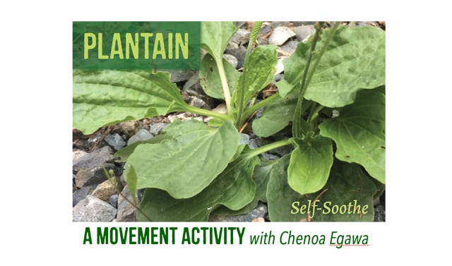 Plantain with Chenoa Egawa Video