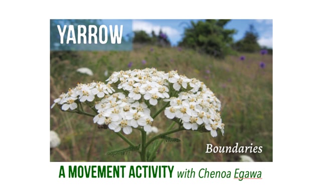 Yarrow with Chenoa Egawa Video