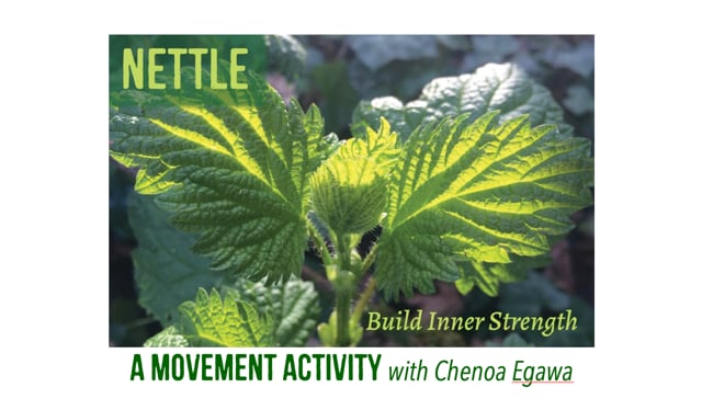 Nettle with Chenoa Egawa Video