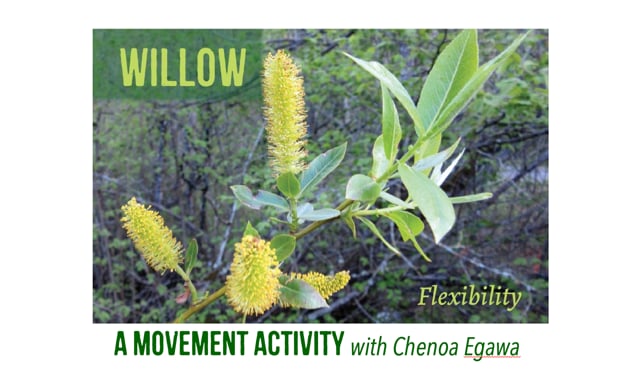 Willow with Chenoa Egawa Video