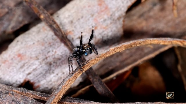 Jumping in the leaf litter - life and times of Jotus jumping spiders, Canberra, Australia Sept 2021 (1080p)