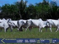 Lote 28F - Megalote