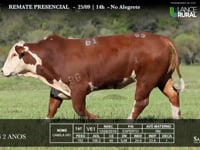 Lote 09 - V61