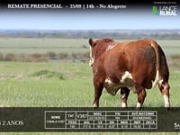 Lote 11 - V387